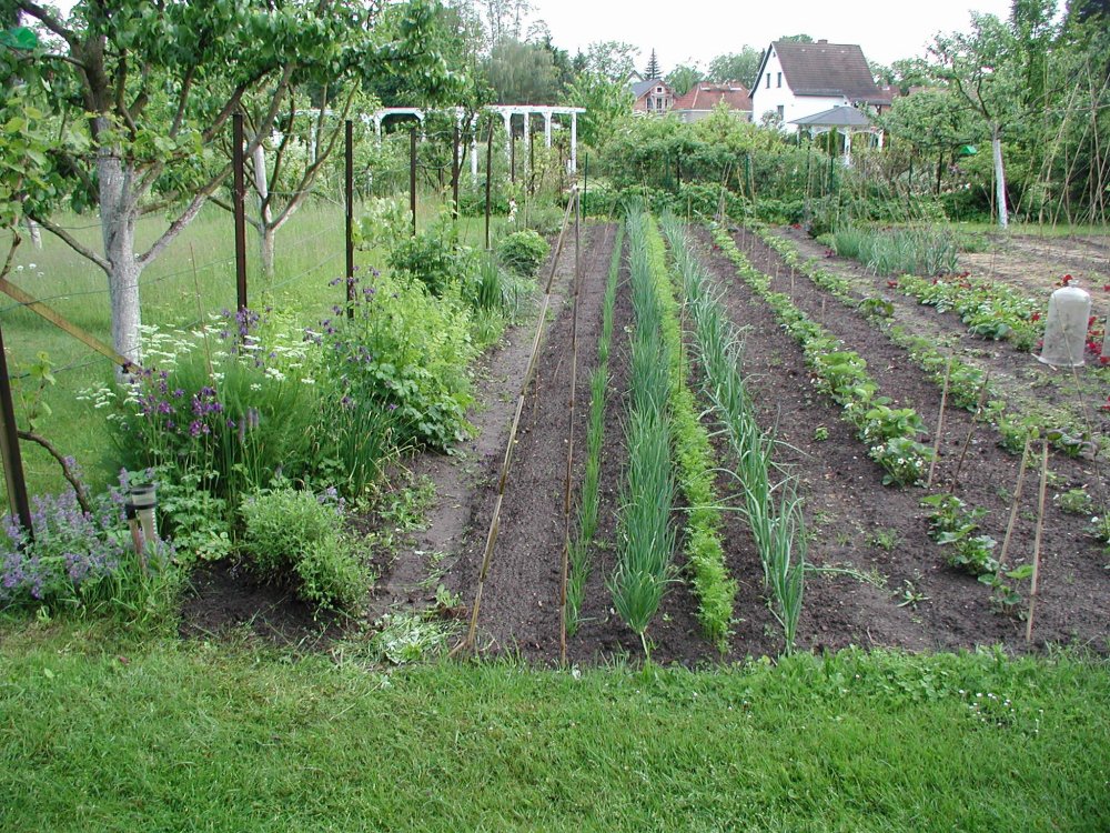 Ein fast normaler Garten am Rande Berlins. (Juni 2006)