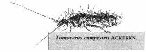 Tomocerus campestris Ackerkn.